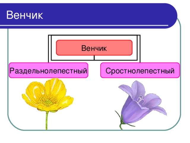 Какое понятие лишнее. Сростнолепестный венчик цветка. Венчик раздельнолепестный и сростнолепестный. Венчик у колокольчика раздельнолепестной. Раздельно лепесный венчик.