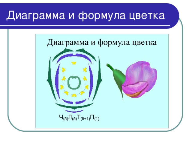 Диаграмма цветка обозначения