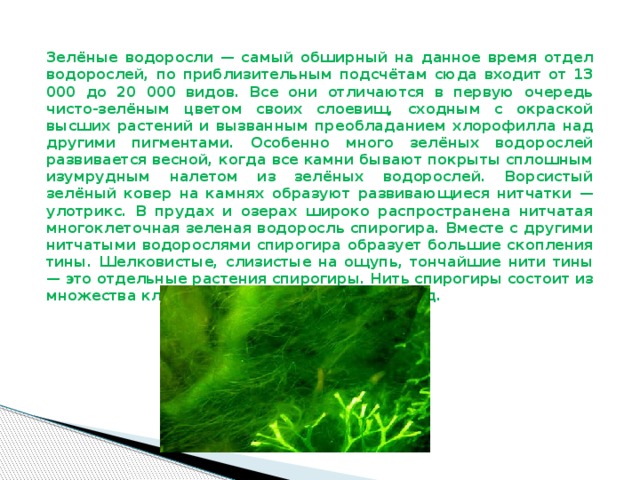 Сообщение про водоросли. Сообщение про зеленые водоросли биология 6 класс. Доклад по биологии водоросли. Водоросли сообщение 5 класс биология. Зеленые водоросли доклад биология 6 класс.
