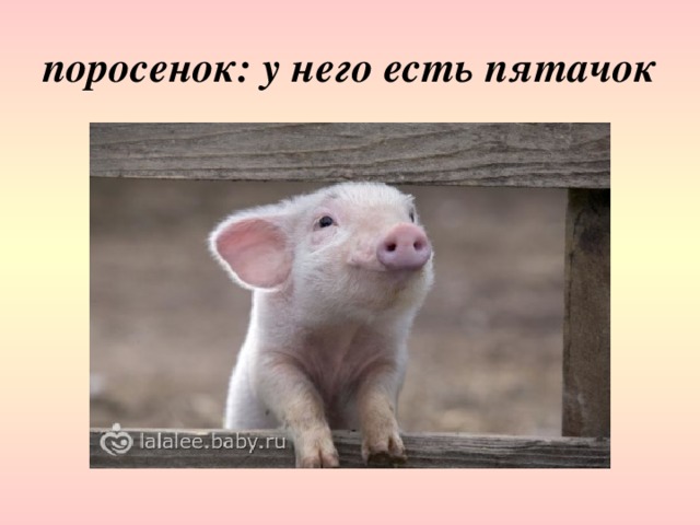 поросенок: у него есть пятачок 