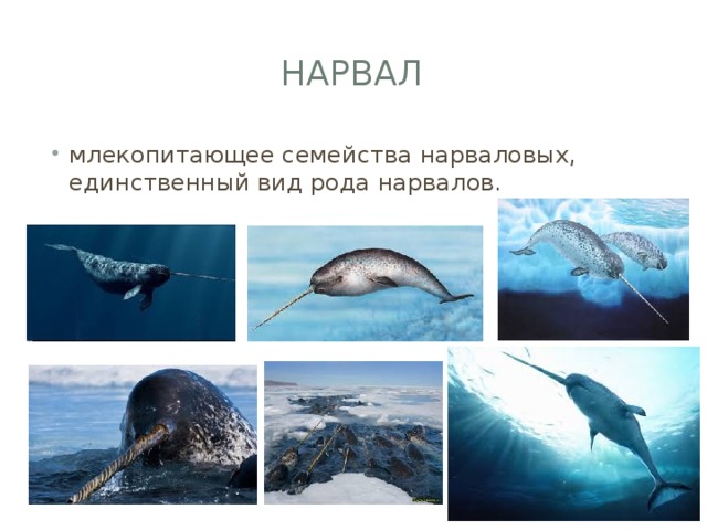 Нарвал млекопитающее семейства нарваловых, единственный вид рода нарвалов. 