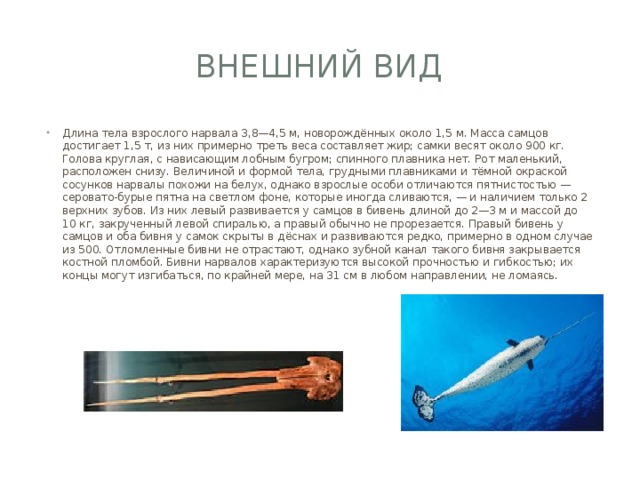 Внешний вид Длина тела взрослого нарвала 3,8—4,5 м, новорождённых около 1,5 м. Масса самцов достигает 1,5 т, из них примерно треть веса составляет жир; самки весят около 900 кг. Голова круглая, с нависающим лобным бугром; спинного плавника нет. Рот маленький, расположен снизу. Величиной и формой тела, грудными плавниками и тёмной окраской сосунков нарвалы похожи на белух, однако взрослые особи отличаются пятнистостью — серовато-бурые пятна на светлом фоне, которые иногда сливаются, — и наличием только 2 верхних зубов. Из них левый развивается у самцов в бивень длиной до 2—3 м и массой до 10 кг, закрученный левой спиралью, а правый обычно не прорезается. Правый бивень у самцов и оба бивня у самок скрыты в дёснах и развиваются редко, примерно в одном случае из 500. Отломленные бивни не отрастают, однако зубной канал такого бивня закрывается костной пломбой. Бивни нарвалов характеризуются высокой прочностью и гибкостью; их концы могут изгибаться, по крайней мере, на 31 см в любом направлении, не ломаясь. 