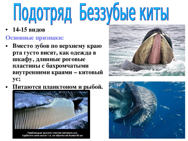Формула зубов китообразных. Китовый ус. Отряд ластоногие и китообразные. Китообразные и ластоногие представители. Отряд китообразные строение.