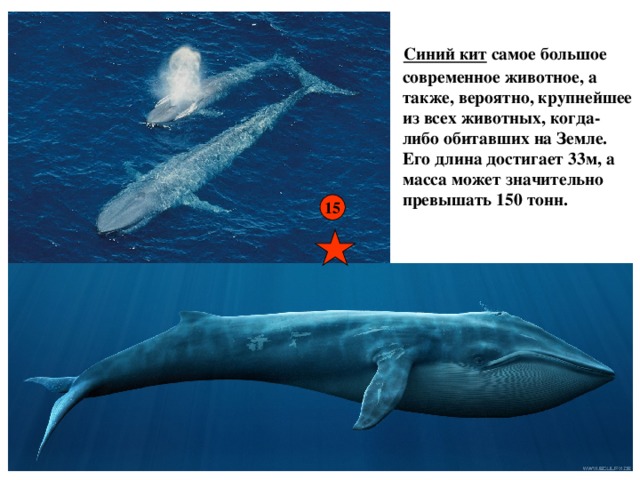 Самое крупное современное животное синий кит. Синий кит ≈ 150 тонн. Размер члена у кита синий кит. Синий кит самое большое животное на земле. Самое крупное животное на земле голубой кит.