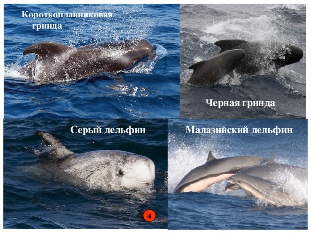 Короткоплавниковая гринда Черная гринда Серый дельфин Малазийский дельфин 4 