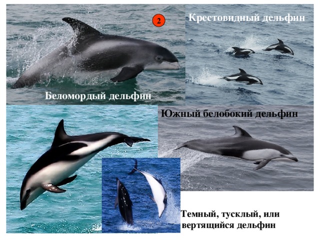 Крестовидный дельфин 2 Беломордый дельфин Южный белобокий дельфин  Темный, тусклый, или вертящийся дельфин 