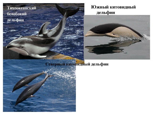 Южный китовидный дельфин Тихоокеанский белобокий дельфин Северный китовидный дельфин 