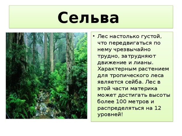 Сельвой в америке называют. Растения сельвы Южной Америки. Лес сельвы Южной Америки. Растительный мир сельвы в Южной Америке. Растительность сельвы в Южной Америке.