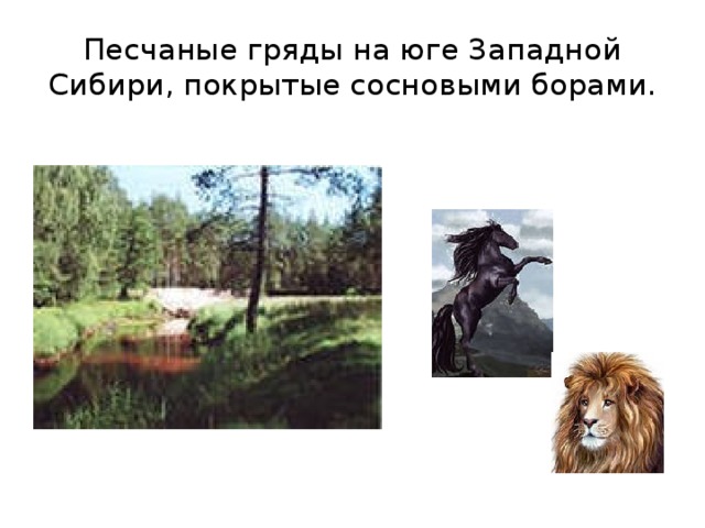 Песчаные гряды на юге Западной Сибири, покрытые сосновыми борами.