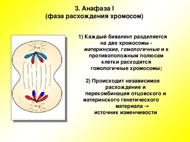 Мейоз расхождение гомологичных хромосом