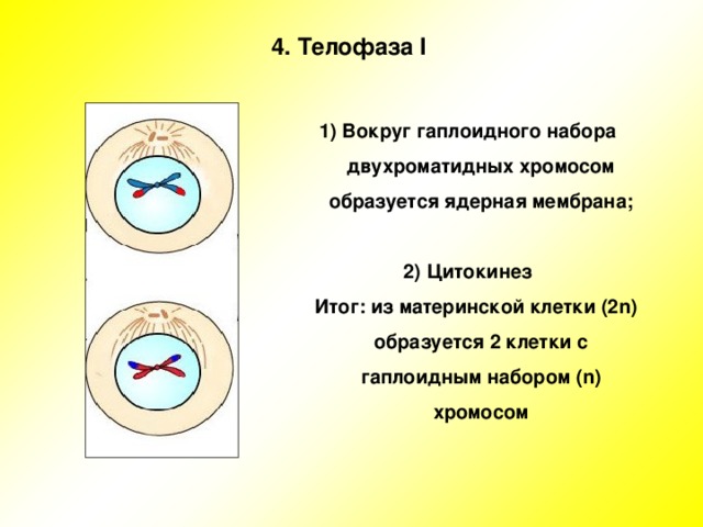 Сколько дочерних клеток образуется