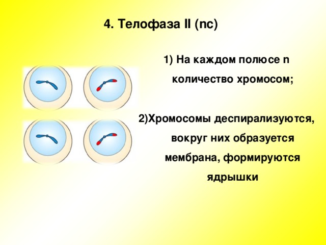 4 . Телофаза II ( nc )   1) На каждом полюсе n количество хромосом;  2)Хромосомы деспирализуются, вокруг них образуется мембрана, формируются ядрышки   