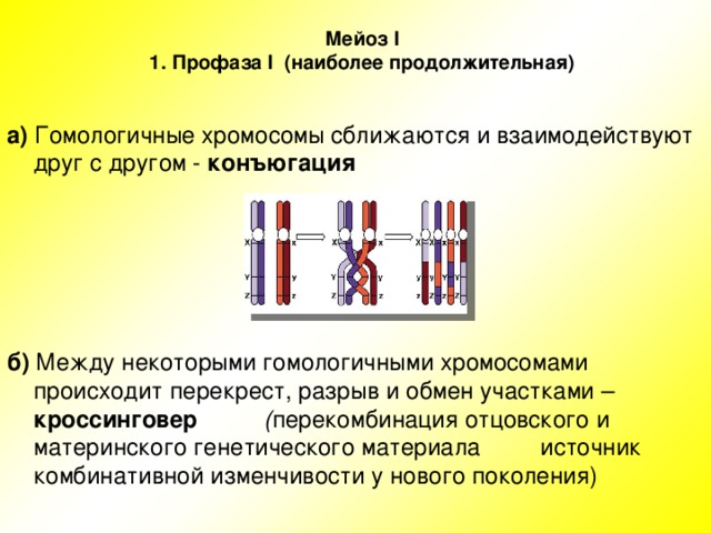 Спаривание хромосом. Конъюгация гомологичных хромосом в мейозе 1. Конъюгация и кроссинговер хромосом происходят в. Профаза мейоза конъюгация. Конъюгация гомологических хромосом.