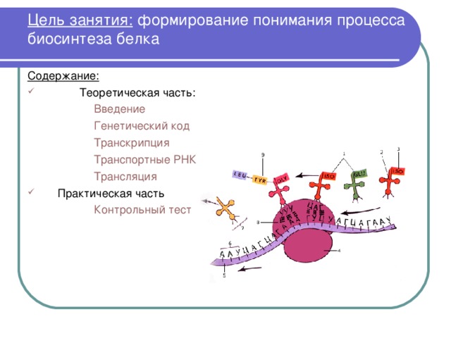 Биосинтез белка тест. Биосинтез белка транскрипция и трансляция. Генетический код транскрипция Синтез белков в клетке. Процессы при биосинтезе белка. Транскрипция транспортной РНК.