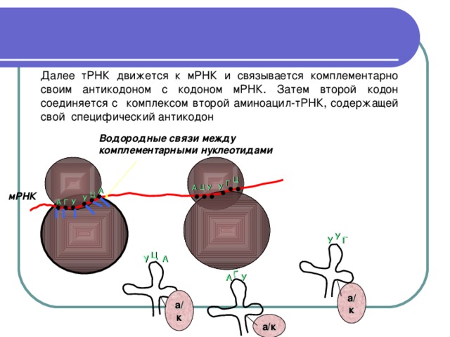 Антикодоны ТРНК. МРНК комплементарна ТРНК. Аминоацил-т-РНК связывается с…. Кодоны т рнк