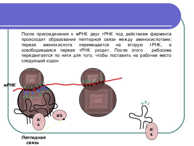 У Г  После присоединения к мРНК двух тРНК под действием фермента происходит образование пептидной связи между аминокислотами; первая аминокислота перемещается на вторую тРНК, а освободившаяся первая тРНК уходит. После этого рибосома передвигается по нити для того, чтобы поставить на рабочее место следующий кодон   Ц Г Ц У У А А Ц мРНК У У А Г У А Ц А У У Г а/к а/к а/к Пептидная  связь 