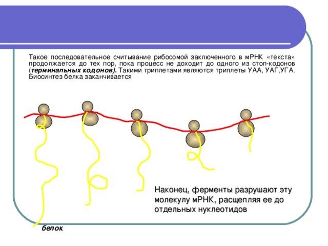 Скорость последовательного чтения. Считывание с МРНК. Считывание информации с МРНК В рибосомах. Терминальный триплет. Кодон МРНК который задает рамку считывания.