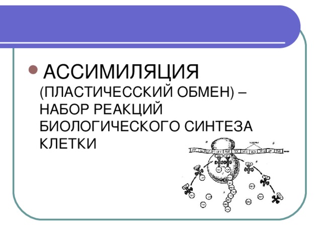АССИМИЛЯЦИЯ (ПЛАСТИЧЕССКИЙ ОБМЕН ) – НАБОР РЕАКЦИЙ БИОЛОГИЧЕСКОГО СИНТЕЗА КЛЕТКИ 