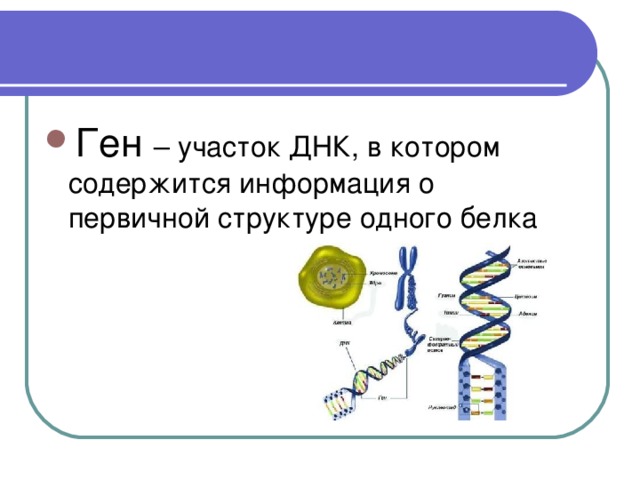 Структура белка закодирована в молекуле днк. Участок ДНК содержащий информацию о первичной структуре белка. Участок ДНК Несущий информацию о структуре белка. Информация о первичной структуре белка. Ген участок ДНК.