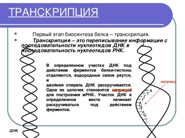 Синтез белка характеристика