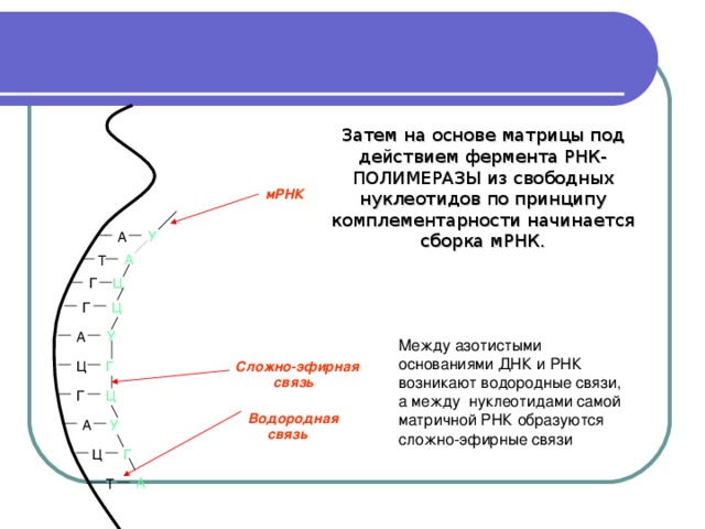 Затем на основе матрицы под действием фермента РНК-ПОЛИМЕРАЗЫ из свободных нуклеотидов по принципу комплементарности начинается сборка мРНК. мРНК У А А  Т Ц Г Ц Г У А Между азотистыми основаниями ДНК и РНК возникают водородные связи, а между нуклеотидами самой матричной РНК образуются сложно-эфирные связи Сложно-эфирная  связь Г Ц Г Ц Водородная  связь А  У Г  Ц А Т 