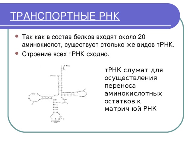 В состав трнк входит. Транспортная РНК. ТРНК. Виды ТРНК. Сколько существует транспортных РНК.