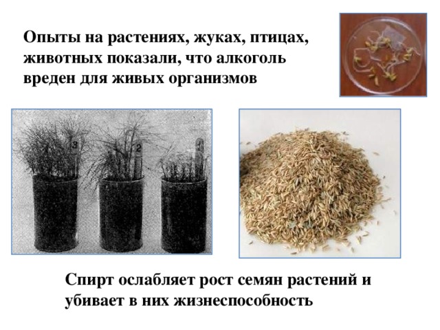 Опыты на растениях, жуках, птицах, животных показали, что алкоголь вреден для живых организмов Спирт ослабляет рост семян растений и убивает в них жизнеспособность 