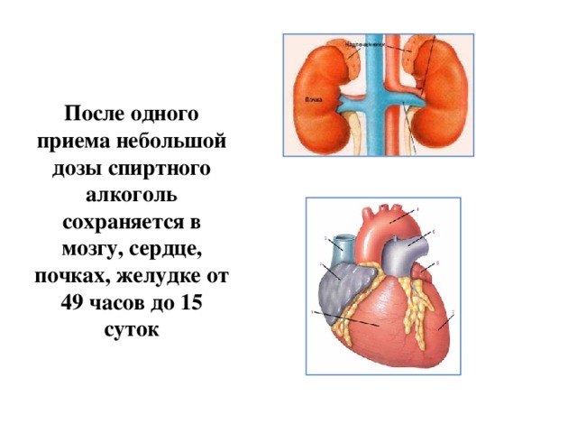 После одного приема небольшой дозы спиртного алкоголь сохраняется в мозгу, сердце, почках, желудке от 49 часов до 15 суток 