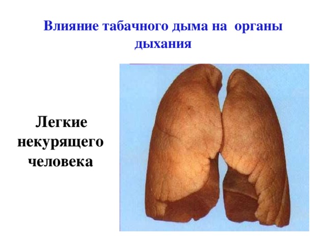 Влияние табачного дыма на органы дыхания  Легкие некурящего человека 
