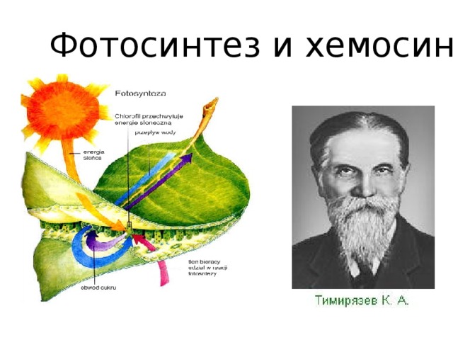 Фотосинтез и хемосинтез 10. Фотосинтез и хемосинтез. Фотосинтез и хемосинтез схема. Источник углерода в фотосинтезе и хемосинтезе. Фотосинтез хемосинтез и Биосинтез.