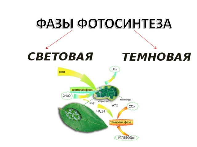 Значение фотосинтеза схема