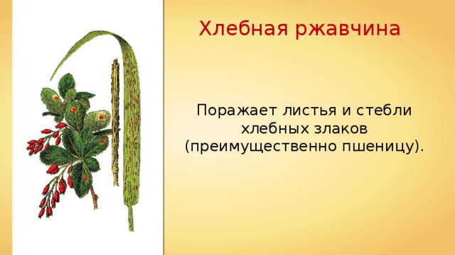 Хлебная ржавчина Поражает листья и стебли хлебных злаков (преимущественно пшеницу). 