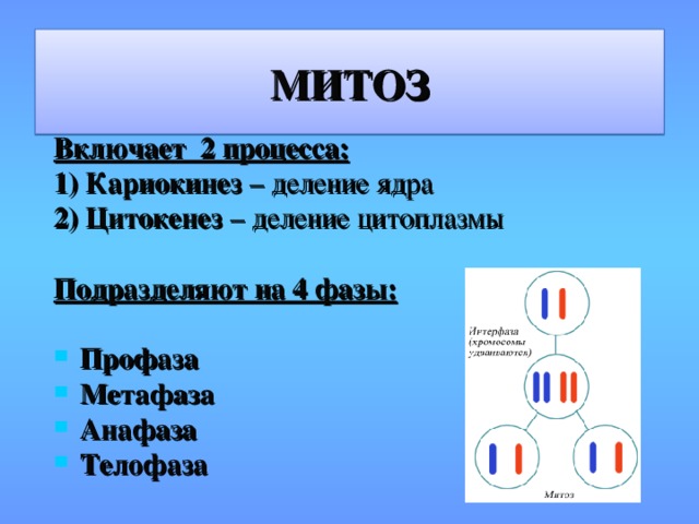 МИТОЗ Включает 2 процесса: 1) Кариокинез – деление ядра 2) Цитокенез – деление цитоплазмы Подразделяют на 4 фазы:  Профаза Метафаза Анафаза Телофаза  