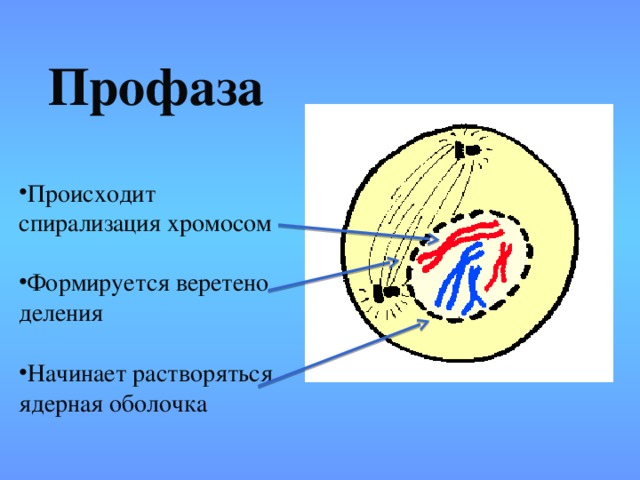 Клетка во время профазы. Профаза спирализация хромосом. Профаза 1 процессы. Профаза схема. Профаза 1 строение.