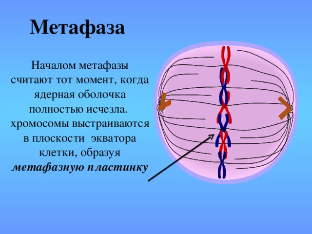 Метафаза  Началом метафазы считают тот момент, когда ядерная оболочка полностью исчезла. хромосомы выстраиваются в плоскости экватора клетки, образуя метафазную пластинку   