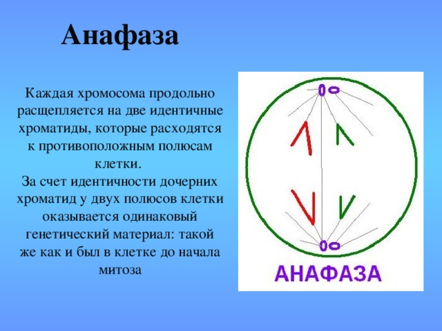 Расхождение хроматид хромосом к полюсам клетки. Анафаза схема. Анафаза расхождение хроматид к полюсам клетки. Анафаза строение.