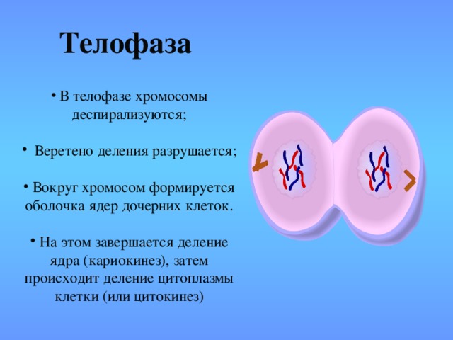 Телофаза   В телофазе хромосомы деспирализуются;  Веретено деления разрушается;   Вокруг хромосом формируется оболочка ядер дочерних клеток.  На этом завершается деление ядра (кариокинез), затем происходит деление цитоплазмы клетки (или цитокинез) 