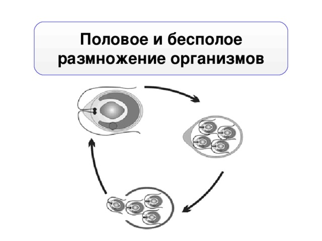 Половое размножение рисунок