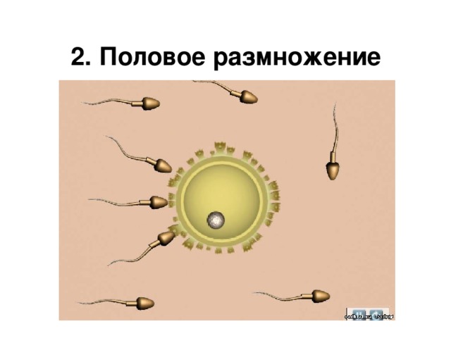 Половое размножение рисунок