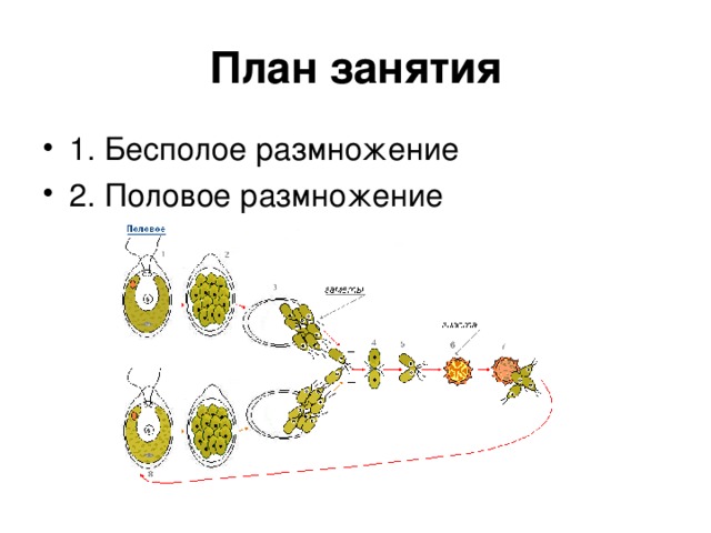 Роль бесполого размножения. Бесполое размножение осуществляется. Бесполое размножение у человека. Бесполое размножение способствует. Дробление бесполое размножение.