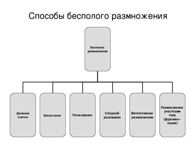 Способы бесполого размножения Бесполое размножение Деление клетки Шизогония  Почкование  Спорооб- разование  Вегетативное размножение Размножение участками  тела (фрагмен - тация) 