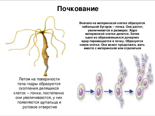 Деление почкованием