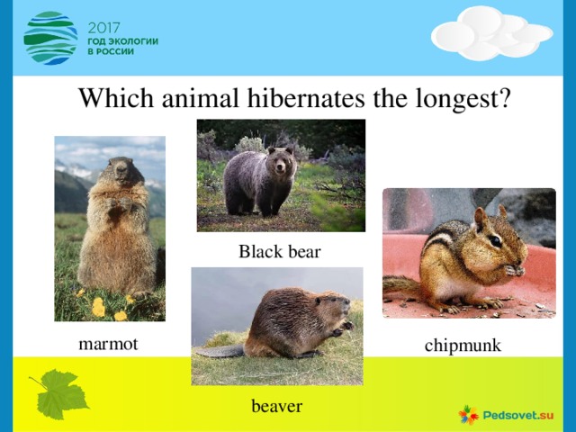 Which animal hibernates the longest? Black bear marmot chipmunk beaver 
