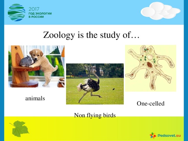 Zoology is the study of… animals One-celled Non flying birds 