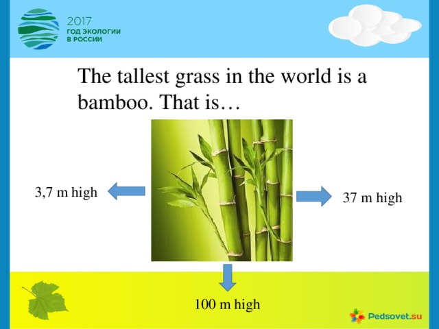 The tallest grass in the world is a bamboo. That is… 3,7 m high 37 m high 100 m high 