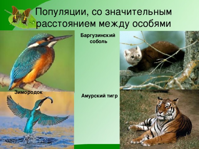 Популяции, со значительным расстоянием между особями Баргузинский соболь Зимородок Амурский тигр 