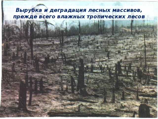 Вырубка и деградация лесных массивов, прежде всего влажных тропических лесов 