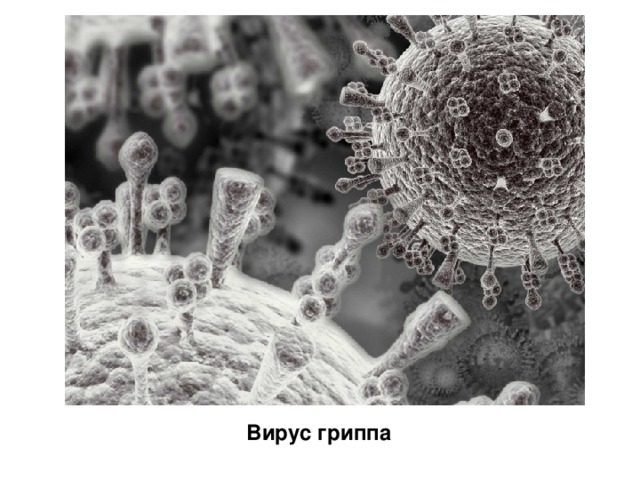 Вирус гриппа 