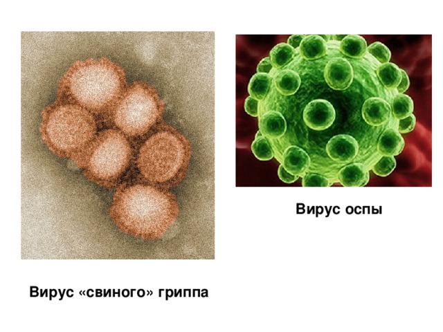 Вирус оспы Вирус «свиного» гриппа 