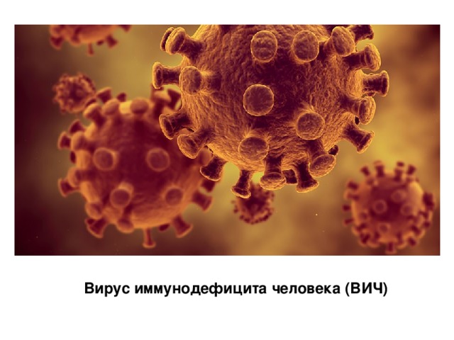 Вирус иммунодефицита человека (ВИЧ) 